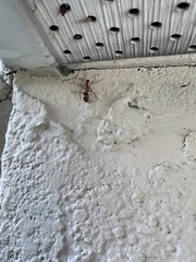 Camponotus inaequalis