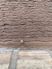 Rilaena triangularis