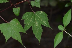 Vitis palmata