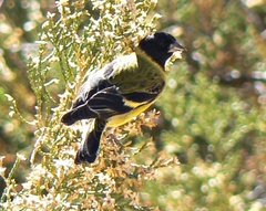 Spinus crassirostris