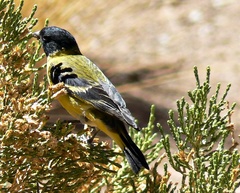 Spinus crassirostris