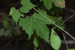 Vitis palmata