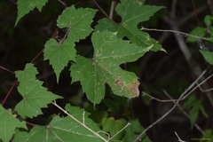 Vitis palmata
