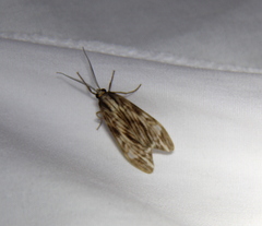 Eucereon striata