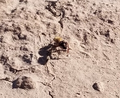 Dasymutilla snoworum