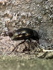 Meracantha contracta