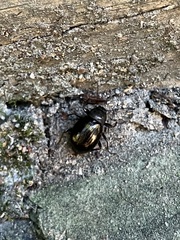 Meracantha contracta