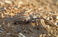 Neodorcadion bilineatum