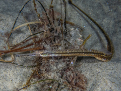Syngnathiformes