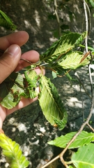 Litylenchus crenatae