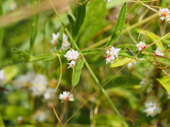 Cuscuta epithymum epithymum