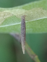 Coleophora cornella