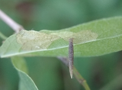 Coleophora cornella