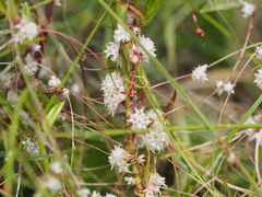 Cuscuta epithymum epithymum
