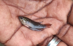 Pseudosphromenus cupanus