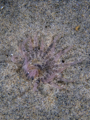 Harenactis attenuata