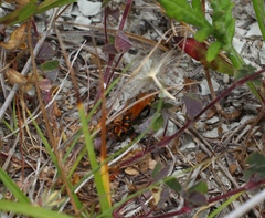 Cryptocheilus octomaculatus