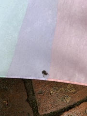 Eleutherodactylus planirostris