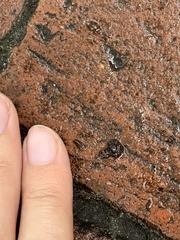 Eleutherodactylus planirostris