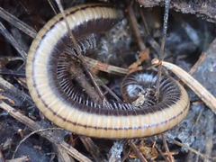 Californiulus yosemitensis