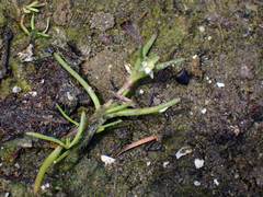 Spergularia canadensis