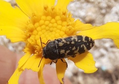 Acmaeodera obtusa