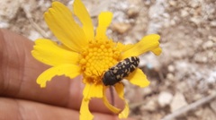 Acmaeodera obtusa