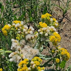 Tephroseris palustris