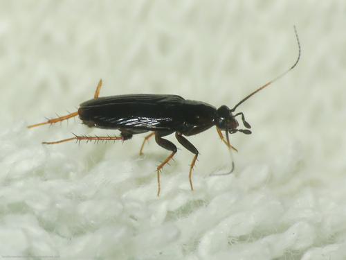 Maraca fossata observed 2020-07-13