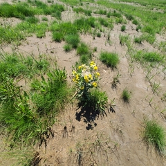 Tephroseris palustris