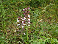 Acanthus hungaricus