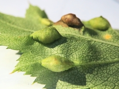 Blaesodiplosis venae