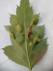 Blaesodiplosis venae