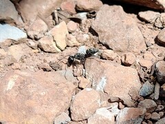 Camponotus feae