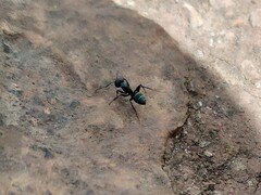 Camponotus feae