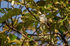 Herpsilochmus atricapillus