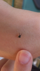 Palomena prasina