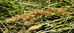 Carex paniculata paniculata