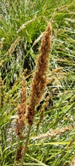 Carex paniculata paniculata
