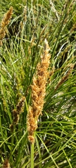 Carex paniculata paniculata