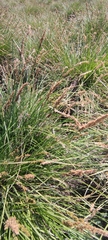 Carex paniculata paniculata