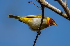 Hemithraupis ruficapilla