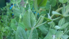 Araneus diadematus