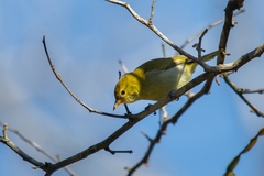 Hemithraupis ruficapilla