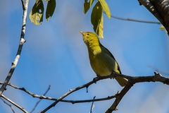 Hemithraupis ruficapilla