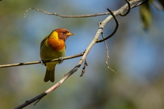 Hemithraupis ruficapilla