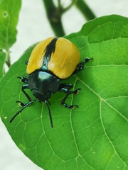 Leptinotarsa cacica
