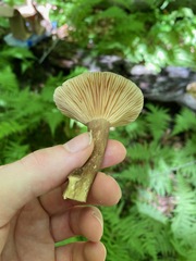 Lactifluus gerardii