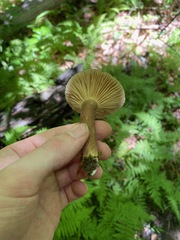 Lactifluus gerardii