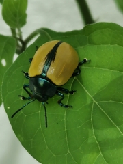 Leptinotarsa cacica